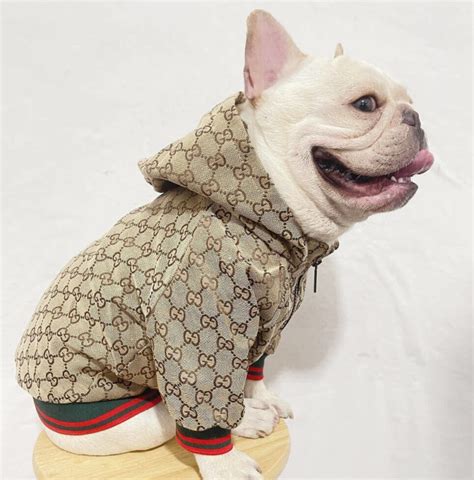 gucci puppy sweater|Gucci jacket for dogs.